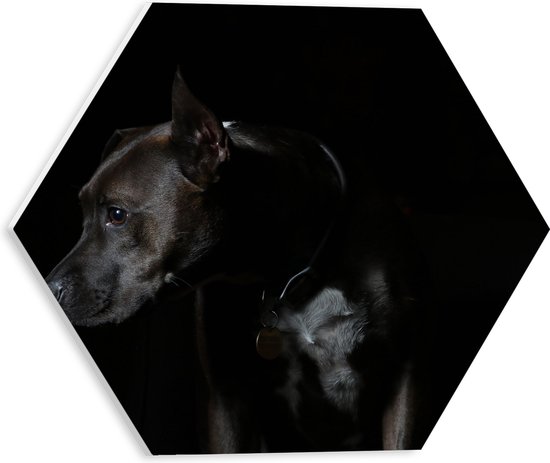 WallClassics - PVC Schuimplaat Hexagon  - Zwarte Hond met Donkere Achtergrond - 30x26.1 cm Foto op Hexagon (Met Ophangsysteem)