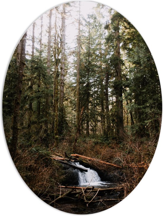 WallClassics - Panneau de mousse PVC ovale - Petite cascade naturelle dans la forêt - 60x80 cm Photo sur ovale (avec système d'accrochage)