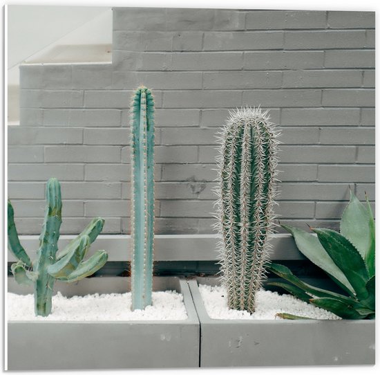 WallClassics - PVC Schuimplaat- Cactus Plantenbak - 50x50 cm Foto op PVC Schuimplaat