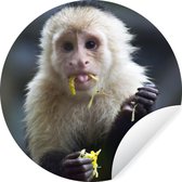 WallCircle - Muurstickers - Behangcirkel - Fruit etende kapucijnaap in Costa Rica - 50x50 cm - Muurcirkel - Zelfklevend - Ronde Behangsticker