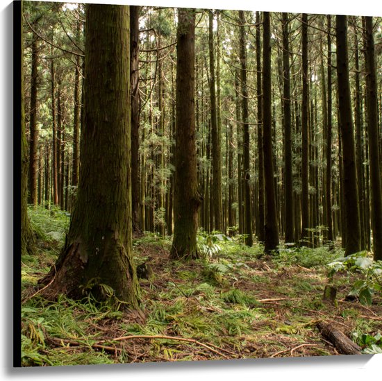 Canvas - Bomen en Planten in het Bos - 100x100 cm Foto op Canvas Schilderij (Wanddecoratie op Canvas)