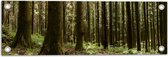 WallClassics - Poster de Jardin - Arbres et Plantes de la Forêt - 60x20 cm Photo sur Poster de Jardin (décoration murale pour l'extérieur et l'intérieur)