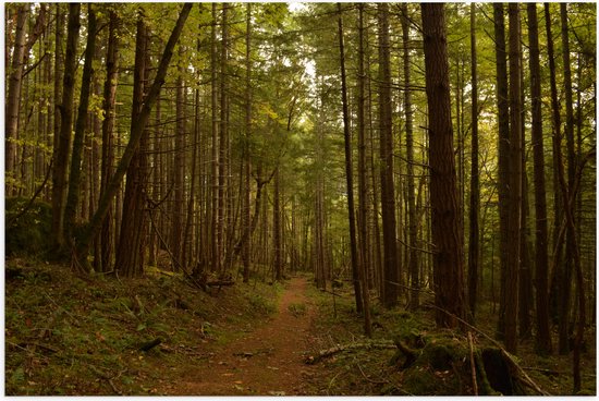 WallClassics - Poster (Mat) - Bos met Wandelpad - 150x100 cm Foto op Posterpapier met een Matte look