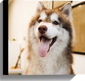 WallClassics - Canvas  - Bruin/Witte Husky met Uitstekende Tong - 30x30 cm Foto op Canvas Schilderij (Wanddecoratie op Canvas)
