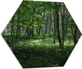 WallClassics - PVC Schuimplaat Hexagon  - Verschillende Groene Bomen in Bos - 70x60.9 cm Foto op Hexagon (Met Ophangsysteem)