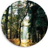 WallClassics - PVC Schuimplaat Muurcirkel - Lichtplek tussen Bomen - 50x50 cm Foto op Muurcirkel (met ophangsysteem)