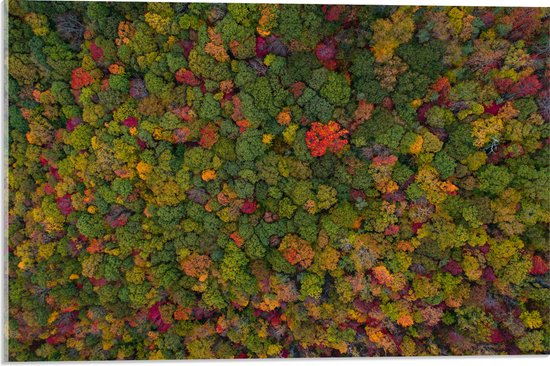 WallClassics - Acrylglas - Rood Groen en Gele Bomen in het Bos vanuit de Lucht - 60x40 cm Foto op Acrylglas (Met Ophangsysteem)
