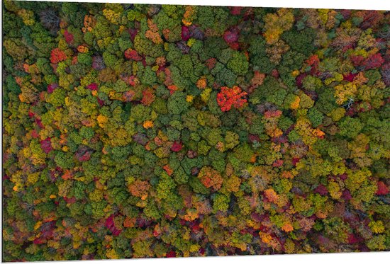 WallClassics - Dibond - Rood Groen en Gele Bomen in het Bos vanuit de Lucht - 120x80 cm Foto op Aluminium (Wanddecoratie van metaal)
