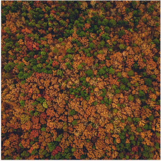 WallClassics - Poster (Matte) - Forêt avec des Arbres bruns Oranje et verts vus du ciel - Photo 50x50 cm sur papier affiche à l'aspect mat