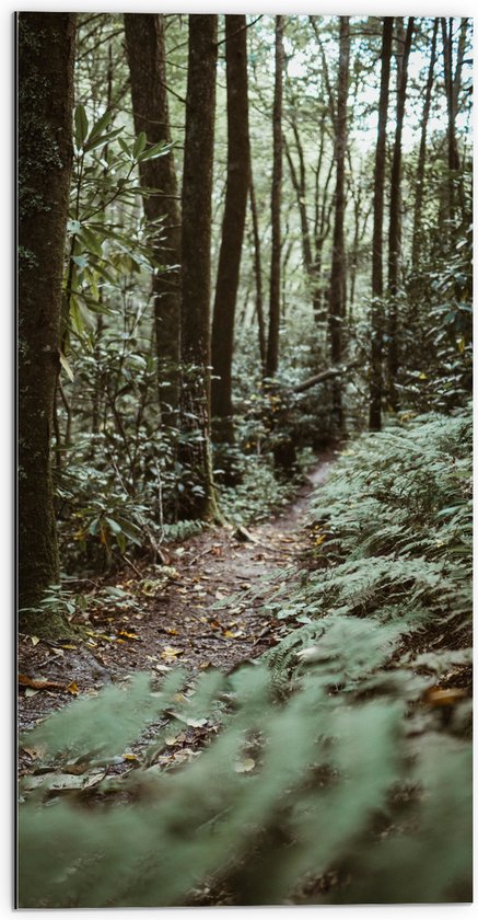 WallClassics - Dibond - Close-Up van Wandelpad in Bos - 50x100 cm Foto op Aluminium (Met Ophangsysteem)