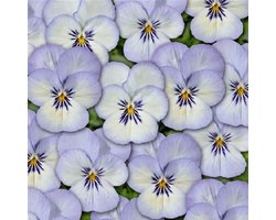 Viooltje Twix Blue Picotee