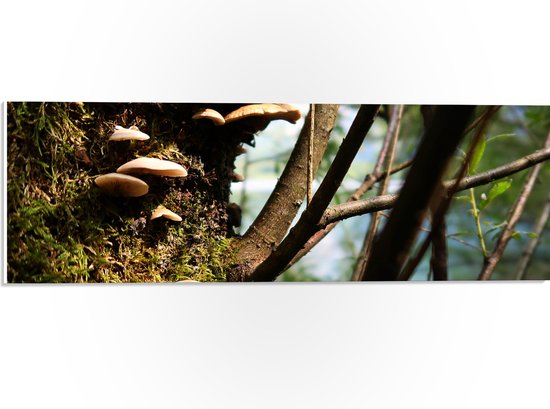 De hondenneus: een meesterwerk van de natuur - Hondencentrum Brabant De hondenneus: een meesterwerk van de natuur - Hondencentrum Brabant
