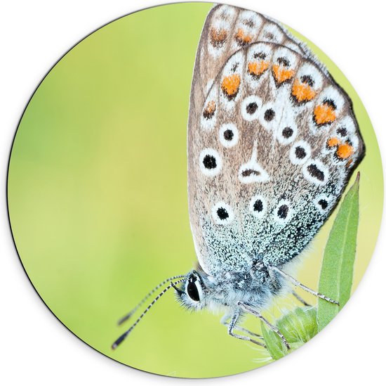 WallClassics - Dibond Muurcirkel - Vlinder met Wit/Blauw/Oranje Vleugels - 70x70 cm Foto op Aluminium Muurcirkel (met ophangsysteem)