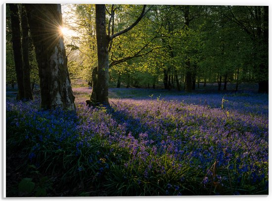 WallClassics - PVC Schuimplaat- Zonnetje Schijnend op Lavendel  - 40x30 cm Foto op PVC Schuimplaat