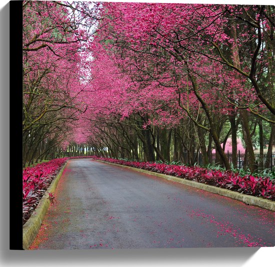 WallClassics - Canvas  - Roze Bomen over de Weg - 40x40 cm Foto op Canvas Schilderij (Wanddecoratie op Canvas)