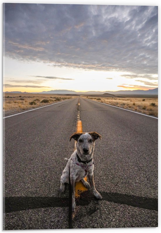 WallClassics - Acrylglas - Brave Hond Zit op de Weg - 40x60 cm Foto op Acrylglas (Met Ophangsysteem)