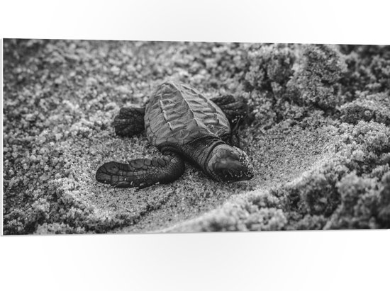 WallClassics - PVC Schuimplaat - Baby Schildpad op het Strand Zwart - Wit - 100x50 cm Foto op PVC Schuimplaat (Met Ophangsysteem)