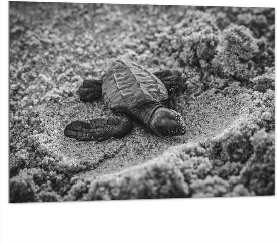 WallClassics - Dibond - Baby Schildpad op het Strand Zwart - Wit - 100x75 cm Foto op Aluminium (Wanddecoratie van metaal)