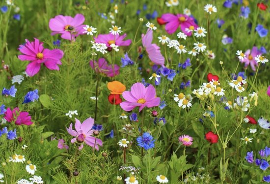 Veldbloemen zaad - Summertime 100 gram - 50 m2 - éénjarig kleurrijk bloemen mengsel - cosmea - zinnia - gemengde korenbloem - bij-en vlindervriendelijk - biodiversiteit