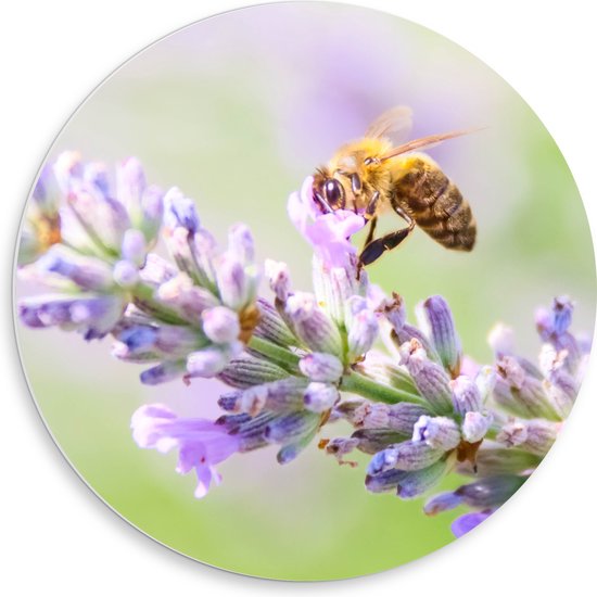 WallClassics - Cercle mural en mousse PVC - Abeille sur Bloem violette - Photo 50 x 50 cm sur cercle mural (avec système de suspension)