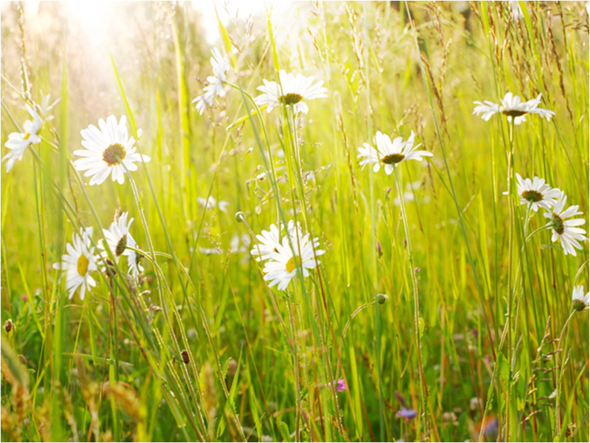 Fotobehang - Daisy veld.