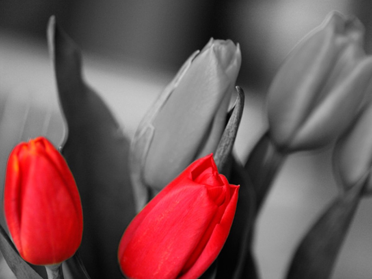 Fotobehang - Rode tulpen op zwarte en witte achtergrond.
