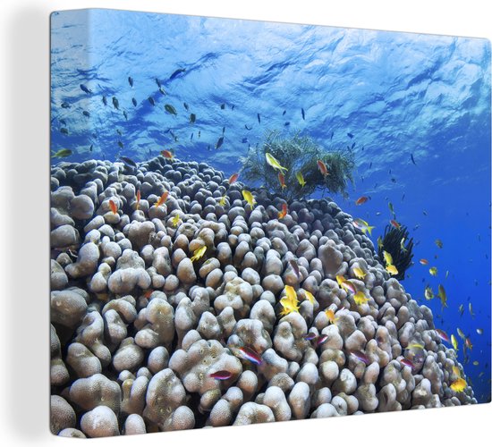 Onderwater rif met vissen Canvas 30x20 cm - Foto print op Canvas schilderij (Wanddecoratie)