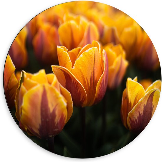 WallClassics - Dibond Muurcirkel - Close up van Geel Tulpenveld - 60x60 cm Foto op Aluminium Muurcirkel (met ophangsysteem)