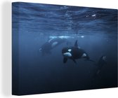 Canvas Schilderij Orkas onder water - 60x40 cm - Wanddecoratie