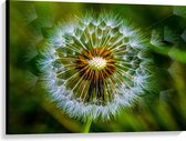 WallClassics - Canvas  - Paardenbloem met Wazige Groene Achtergrond - 100x75 cm Foto op Canvas Schilderij (Wanddecoratie op Canvas)