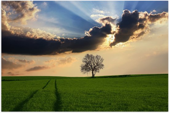 WallClassics - Poster Glanzend – Boom in Weiland met Zon achter Wolken - 105x70 cm Foto op Posterpapier met Glanzende Afwerking