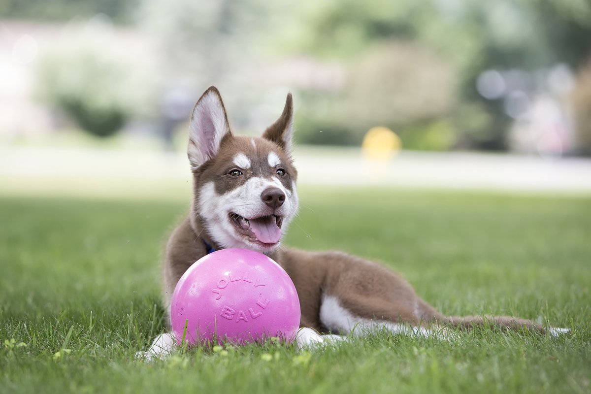Jolly Ball Bounce-n Play - Ø 20 cm – Honden speelbal met kauwgomgeur - De perfecte stuiterbal - Bijtbestendig – Roze