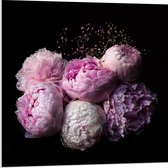 WallClassics - PVC Schuimplaat - Roze/Paarse Bloemen tegen Zwarte Achtergrond - 80x80 cm Foto op PVC Schuimplaat (Met Ophangsysteem)