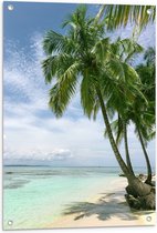 WallClassics - Tuinposter – Groene Palmbomen op Wit Strand - 60x80 cm Foto op Tuinposter  (wanddecoratie voor buiten en binnen)