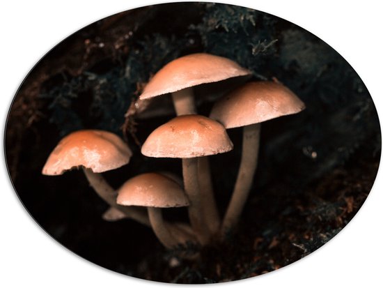 WallClassics - Dibond Ovaal - Groepje Paddenstoelen - 108x81 cm Foto op Ovaal (Met Ophangsysteem)