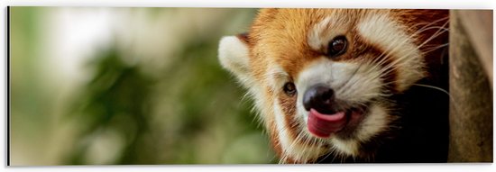 WallClassics - Dibond - Kleine Rode Panda heeft Honger - 60x20 cm Foto op Aluminium (Met Ophangsysteem)