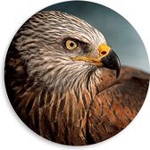 WallClassics - Cercle mural en panneau de mousse PVC - Cerf-volant rapace - Photo 50 x 50 cm sur cercle mural (avec système de suspension)
