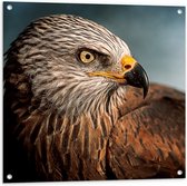WallClassics - Tuinposter – Roofvogel Wouw - 80x80 cm Foto op Tuinposter  (wanddecoratie voor buiten en binnen)