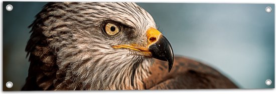 WallClassics - Tuinposter – Roofvogel Wouw - 90x30 cm Foto op Tuinposter  (wanddecoratie voor buiten en binnen)