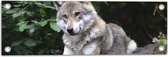 WallClassics - Tuinposter – Rustende Wolf in de Natuur - 60x20 cm Foto op Tuinposter  (wanddecoratie voor buiten en binnen)