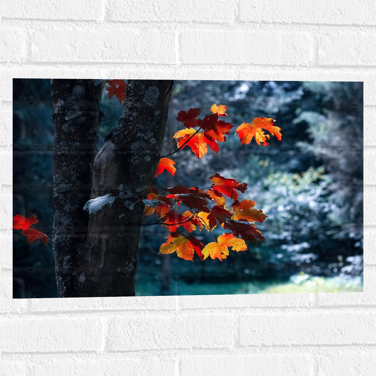 Muursticker - Herfstbladeren aan Dunne Boomstam - 60x40 cm Foto op Muursticker