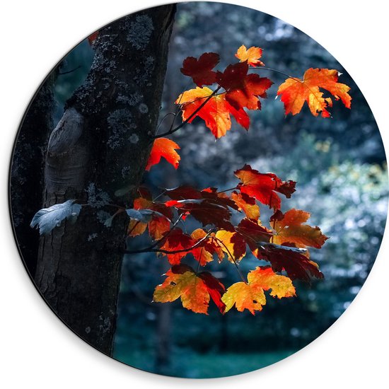 WallClassics - Cercle Mural Dibond - Feuilles d'Automne sur Tronc d'Arbre Fin - Photo 30x30 cm sur Cercle Mural Aluminium (avec système d'accrochage)