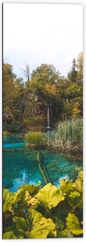 WallClassics - Dibond - Helder Blauw Water tussen Groene Planten - 40x120 cm Foto op Aluminium (Wanddecoratie van metaal)