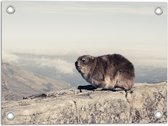 WallClassics - Tuinposter – Marmot op de Muur - 40x30 cm Foto op Tuinposter  (wanddecoratie voor buiten en binnen)