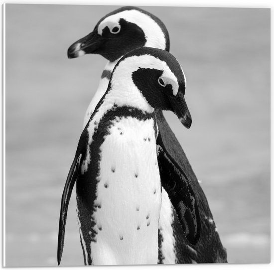 WallClassics - PVC Schuimplaat - Pinguïns op het Ijs Zwart - Wit - 50x50 cm Foto op PVC Schuimplaat (Met Ophangsysteem)