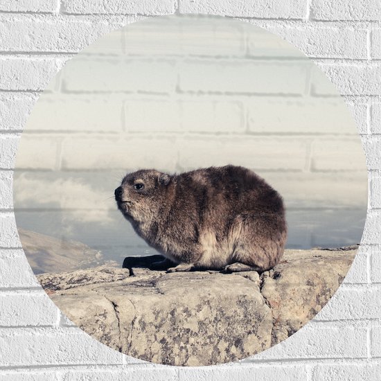 WallClassics - Muursticker Cirkel - Marmot op de Muur - 70x70 cm Foto op Muursticker