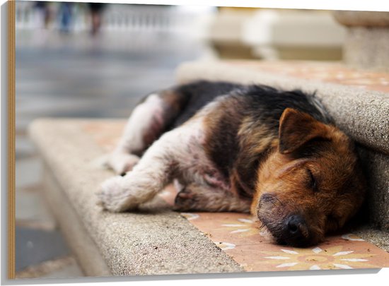 WallClassics - Hout - Slapende Hond op de Trap - 100x75 cm - 12 mm dik - Foto op Hout (Met Ophangsysteem)