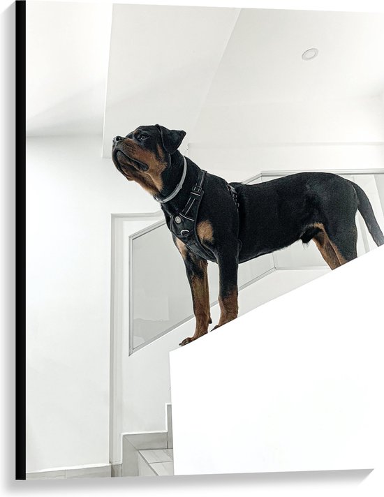 WallClassics - Canvas  - Rottweiler op Trap - 75x100 cm Foto op Canvas Schilderij (Wanddecoratie op Canvas)