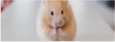 WallClassics - Poster Glanzend – Schattige Hamster op de Keukentafel - 60x20 cm Foto op Posterpapier met Glanzende Afwerking