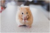 WallClassics - Poster Glanzend – Schattige Hamster op de Keukentafel - 105x70 cm Foto op Posterpapier met Glanzende Afwerking